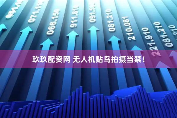 玖玖配资网 无人机贴鸟拍摄当禁！